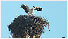 Cigogne sur le toit d'un minaret.