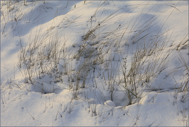 Neige hirsute