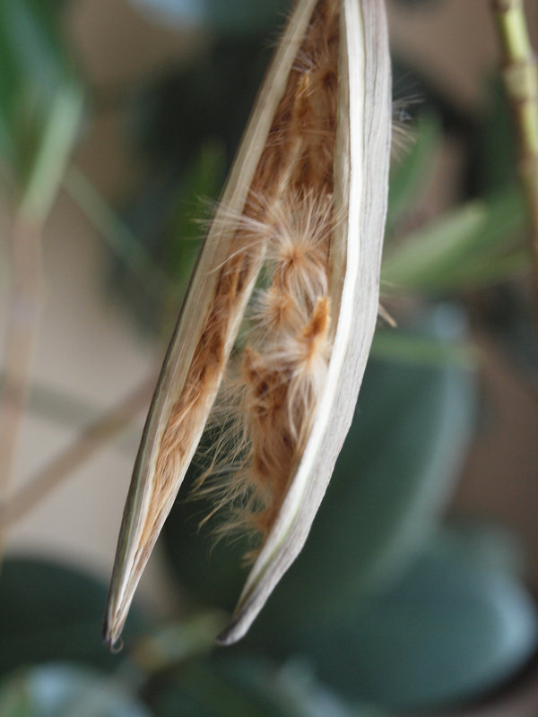 Balgfrucht des Oleander