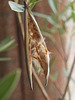 Balgfrucht des Oleander