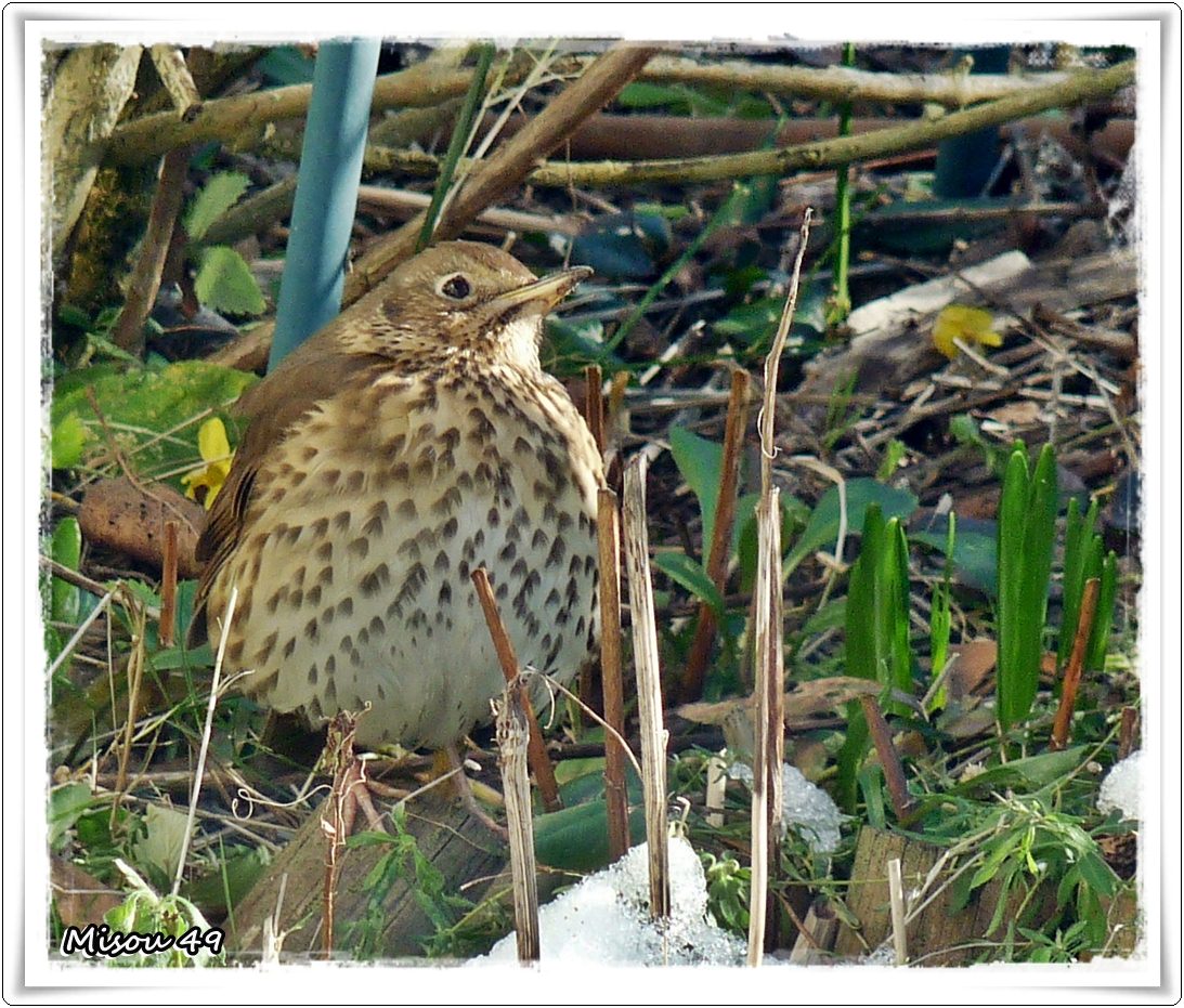 Mon JARDIN
