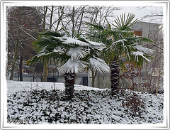 ANGERS