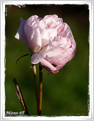 rosier Marie Rose à L'ARBORETUM