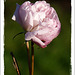 rosier Marie Rose à L'ARBORETUM