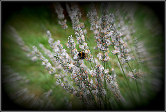 Atmosphères.......... atmosphères.............. J'ai le vol du bourdon.