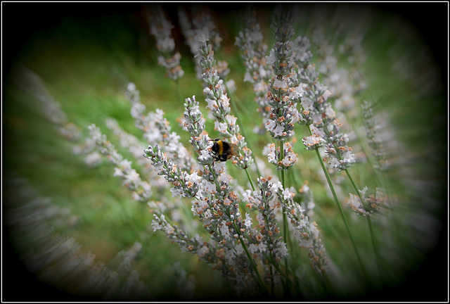 Atmosphères.......... atmosphères.............. J'ai le vol du bourdon.