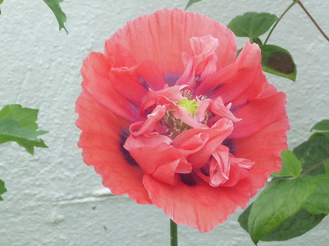 A wrinkly poppy