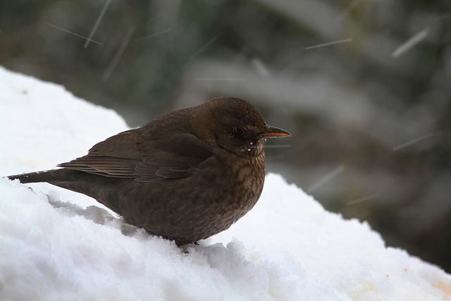 Merlette sous la neige