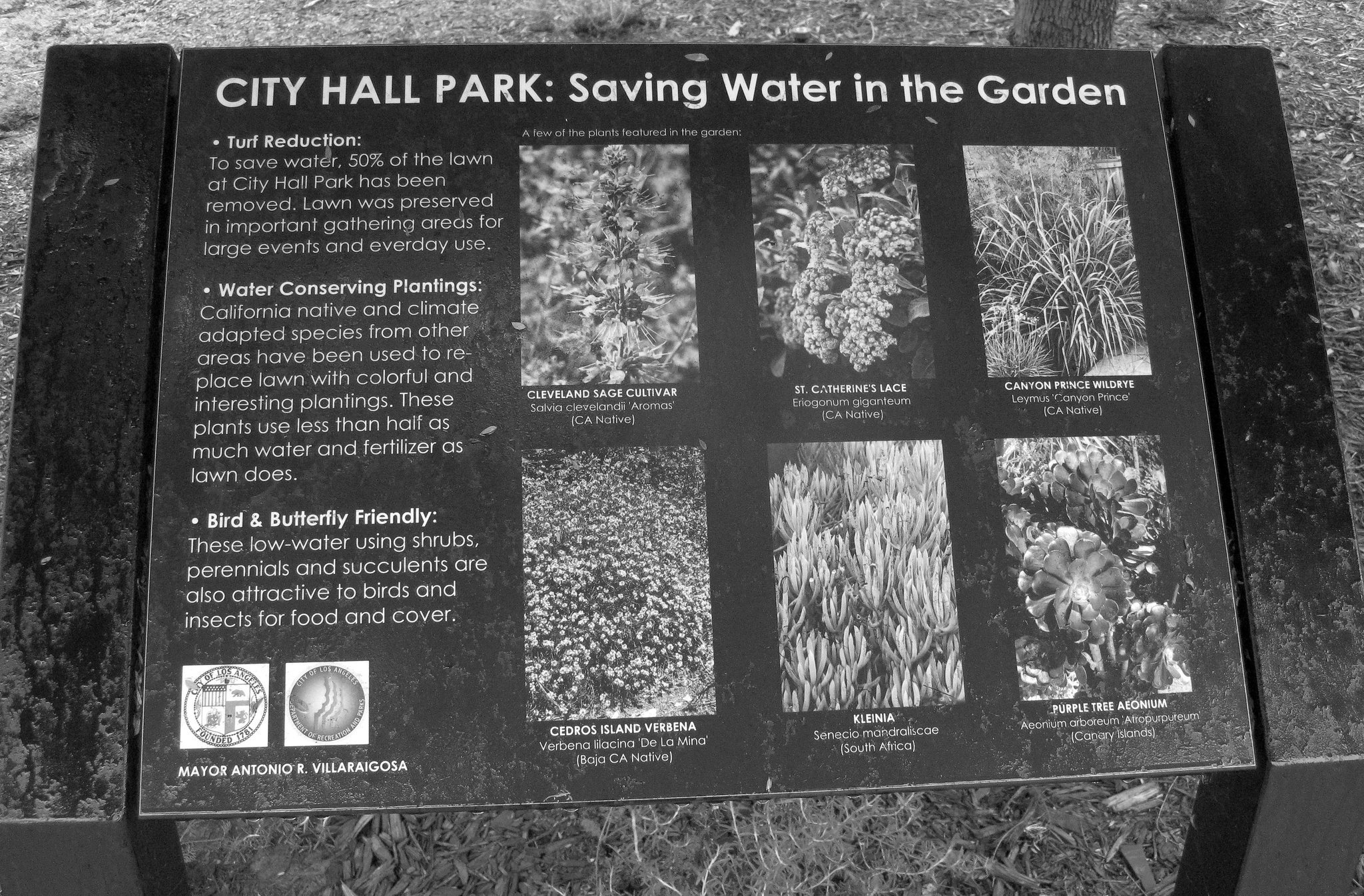 Landscaping at L.A. City Hall (08-10-12)