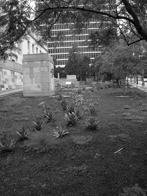 New Landscaping at L.A. City Hall (08-09-22)