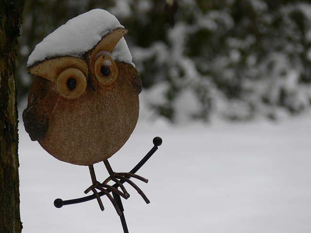 Schnee-Eule