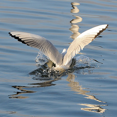 plouf...ou l'amerrissage d'une mouette...