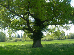 Auprès de mon arbre...