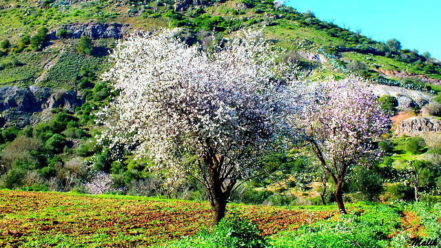 Amandiers en fleurs