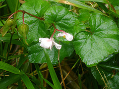 DSC09110