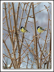 Duo de Mésanges