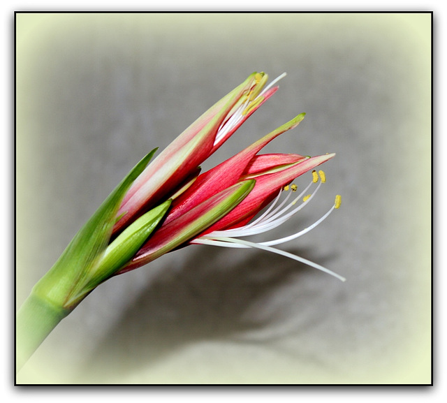 Hippeastrum cybister  en bouton