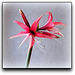 Hippeastrum cybister