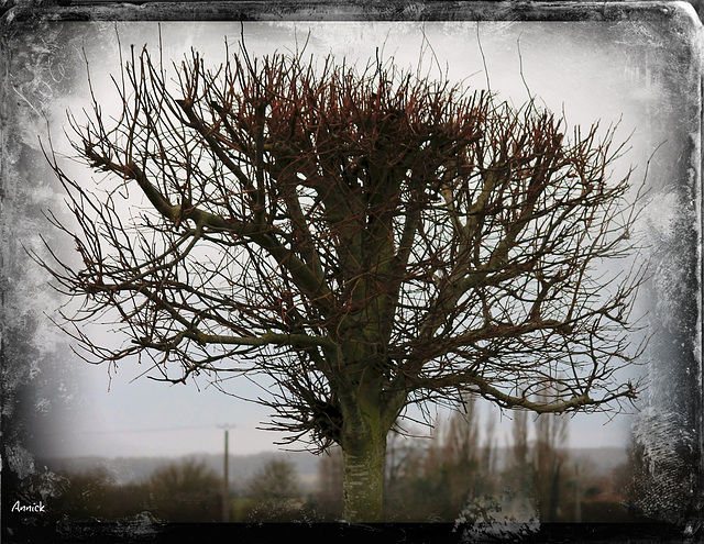 l'arbre de vie