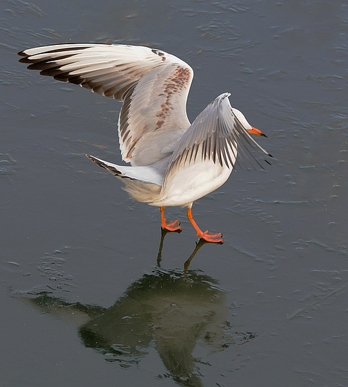 Ballet sur glace...