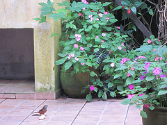 IMG 0324 - Tiê-sangue fêmea e beija-flor