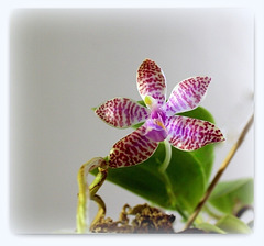 Phalaenopsis lueddemaniana