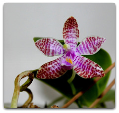 Phalaenopsis lueddemaniana