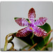 Phalaenopsis lueddemaniana