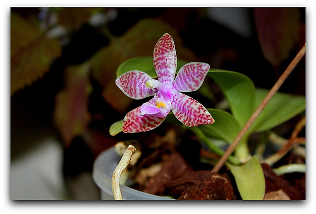 Phalaenopsis lueddemaniana