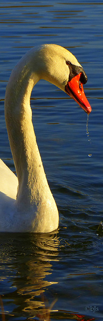 En col blanc