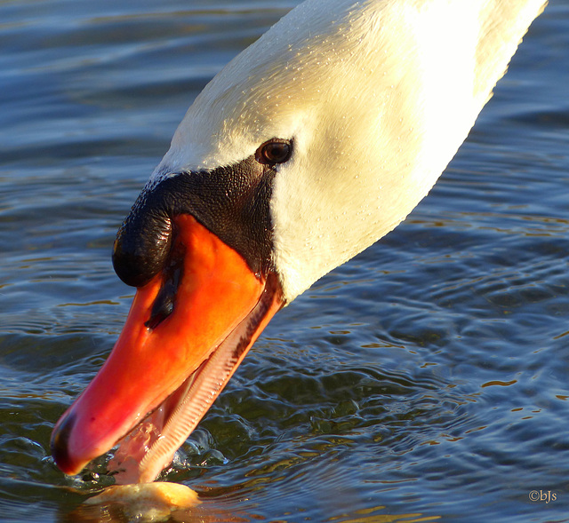 Se retrouver le bec dans l'eau