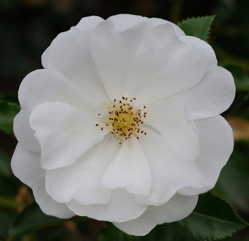 Rose églantine...