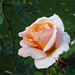 Rosa de suave naranja