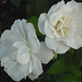 Rosas blancas de Esmeralda de Colina