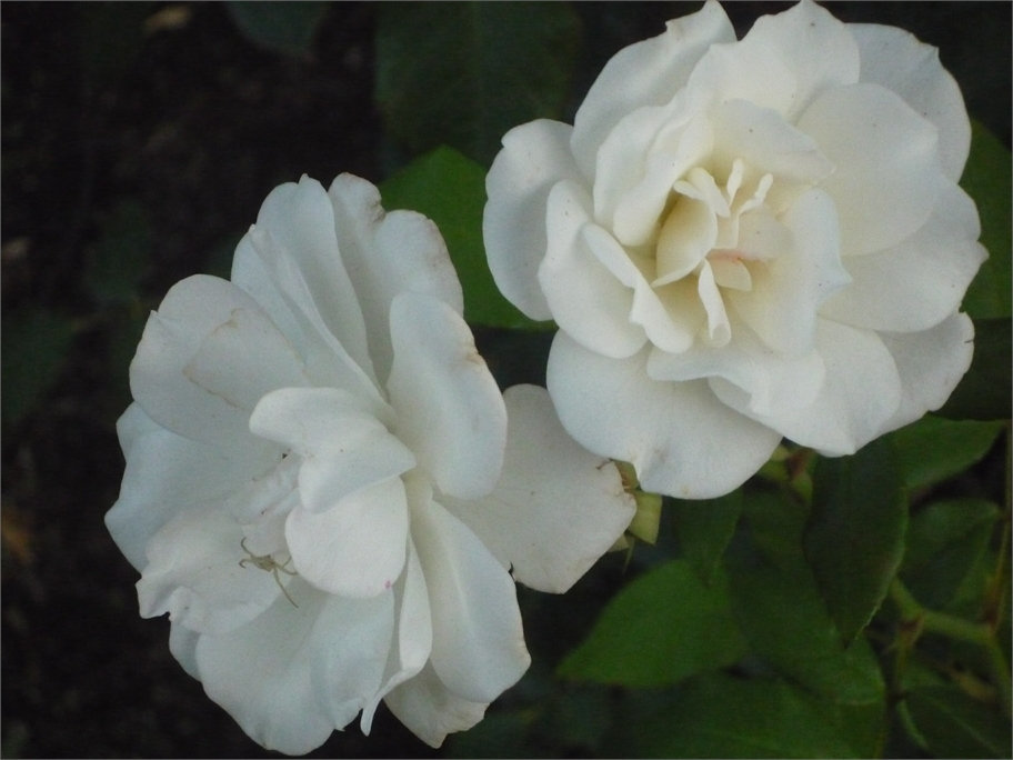 Rosas blancas de Esmeralda de Colina