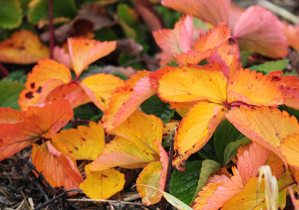 Herbstfarben