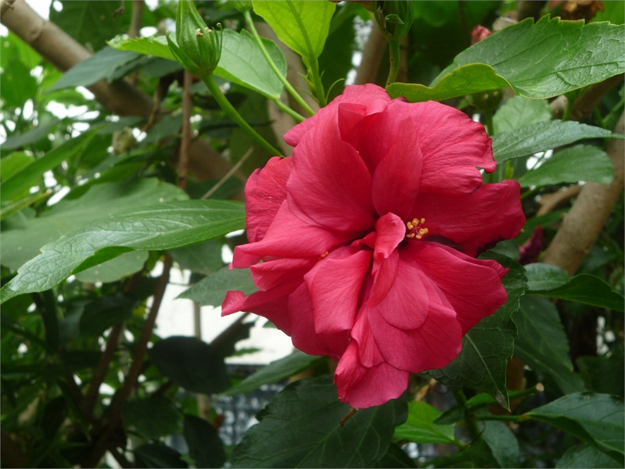 Flor roja entre hojas