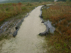 DSC09267