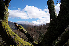 The bent branches looking towards Mount Snowdon