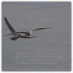 Voeux 2013