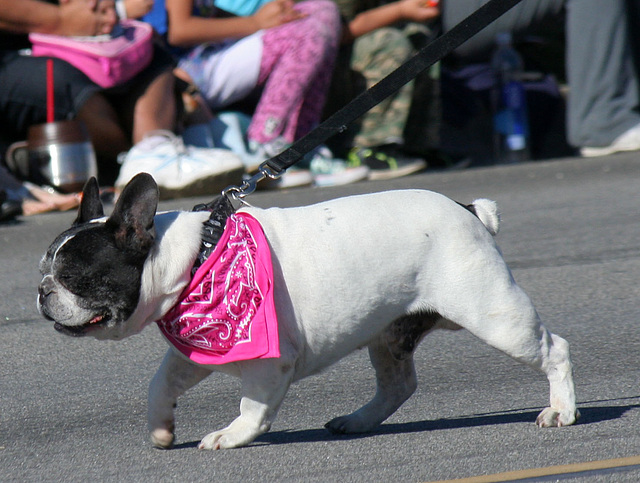 DHS Holiday Parade 2012 (7625)