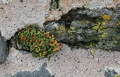 Asplenium ruta-muraria et Lichens