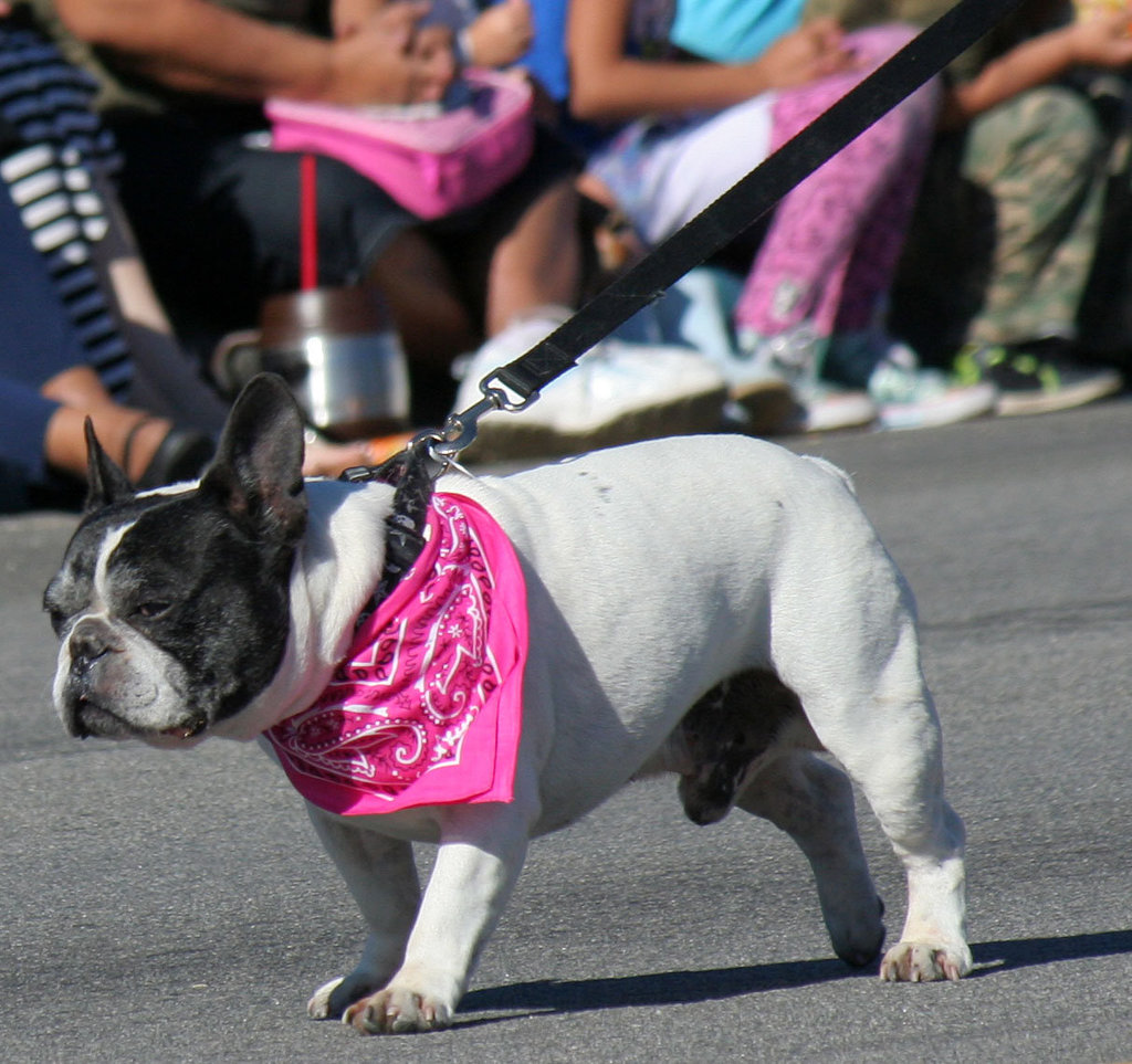 DHS Holiday Parade 2012 (7626)