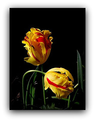 Duo de tulipes