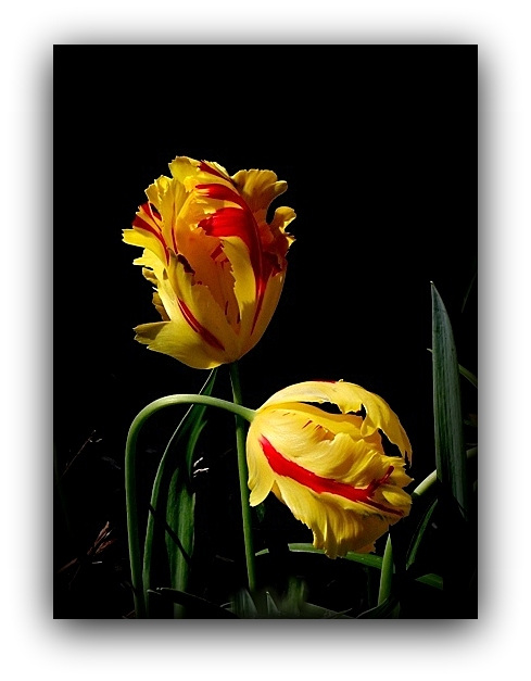 Duo de tulipes