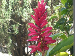 Otra flor roja