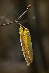 Fleurs de noisetier