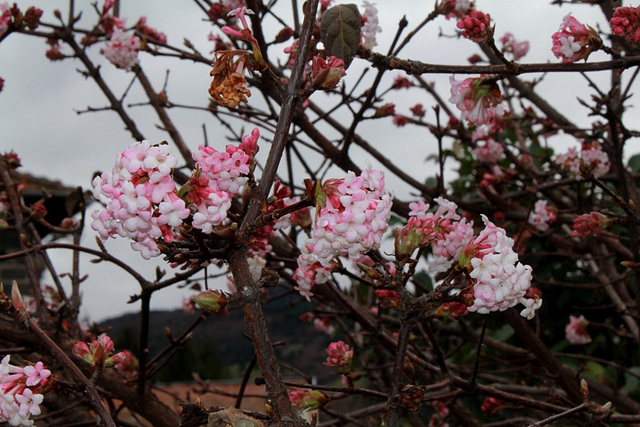 Viburnum bodnantense 'Dawn' (5)
