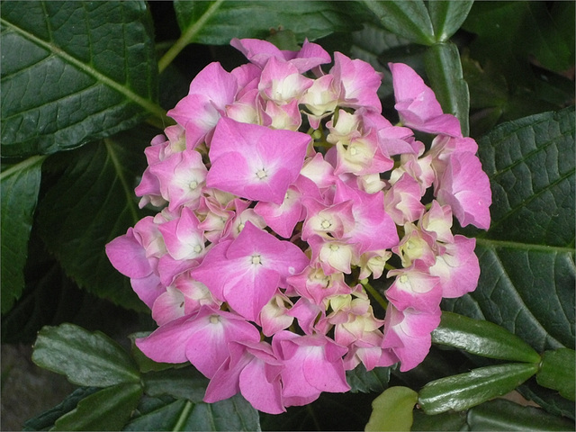 Otras flores rosadas esféricas