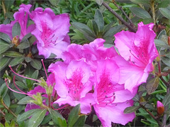 Otras flores de intenso rosa